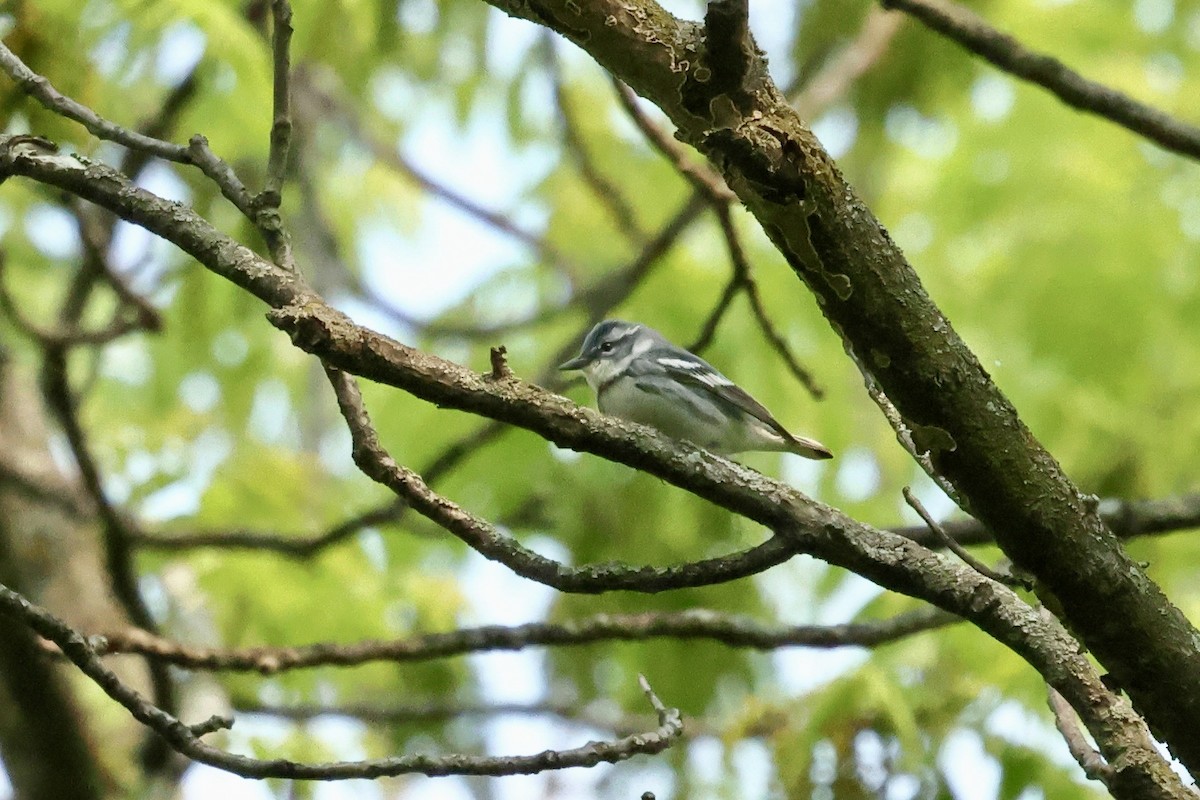 Cerulean Warbler - ML636967229