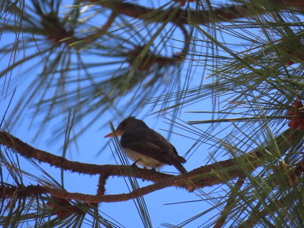 Greater Pewee - ML636967230