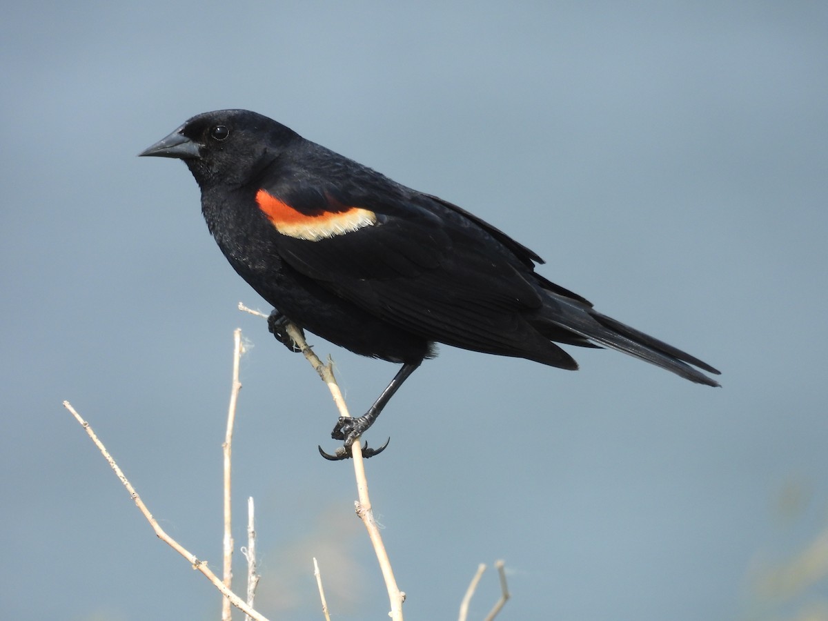 Red-winged Blackbird - ML636967233