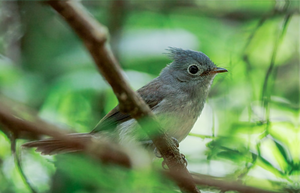 African Crested Flycatcher - ML636967234