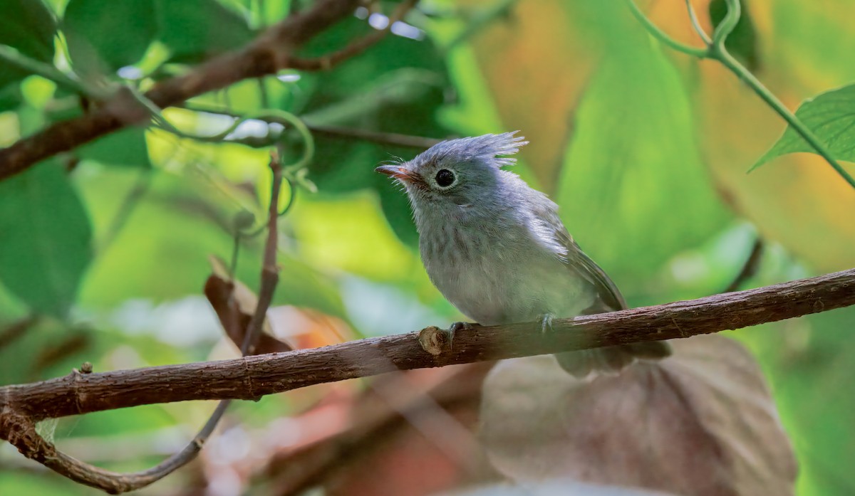 African Crested Flycatcher - ML636967235