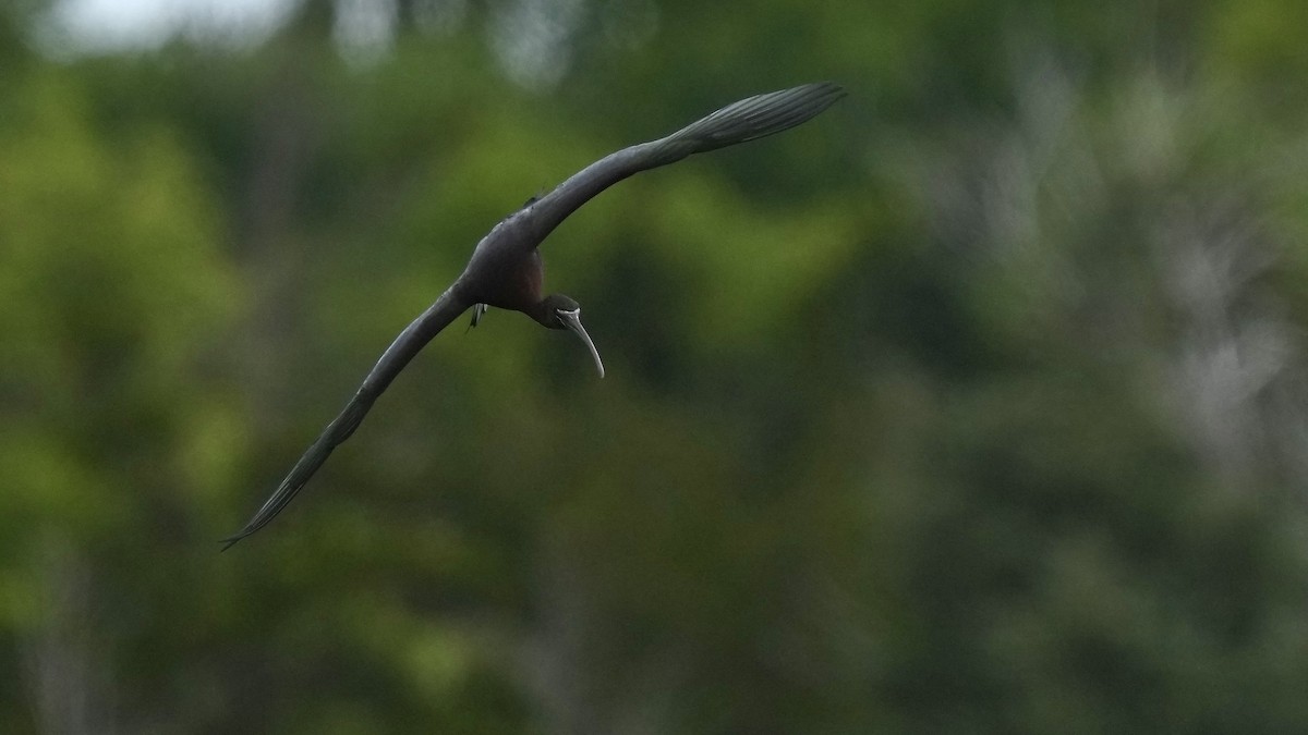 Glossy Ibis - ML636967237