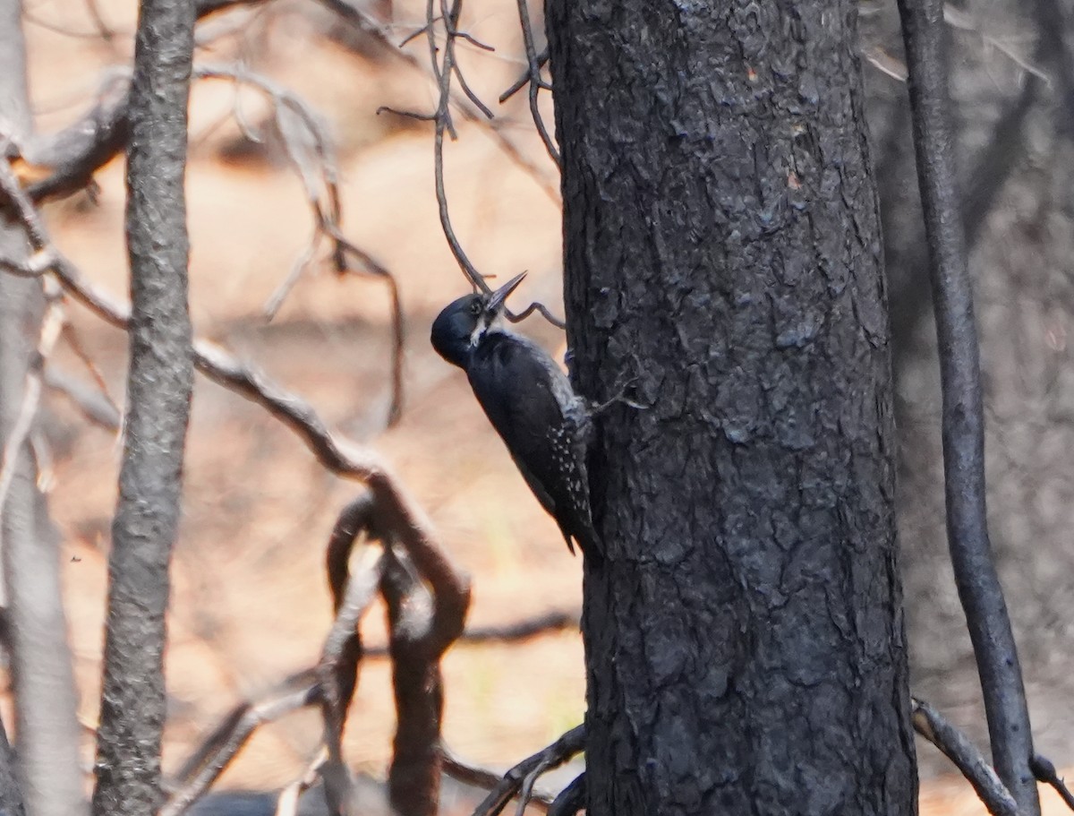 Black-backed Woodpecker - ML636967239