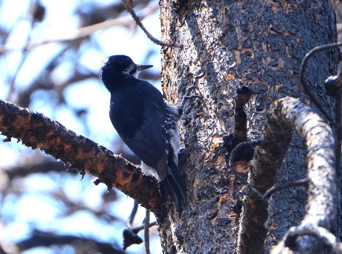 Black-backed Woodpecker - ML636967240