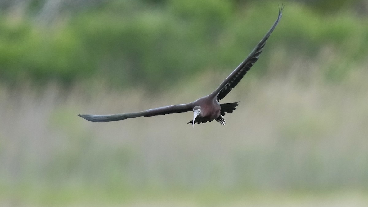 Glossy Ibis - ML636967241