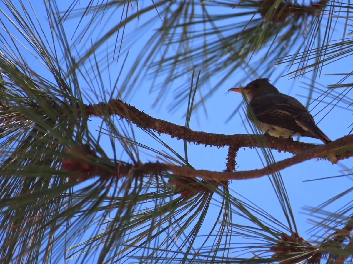 Greater Pewee - ML636967242