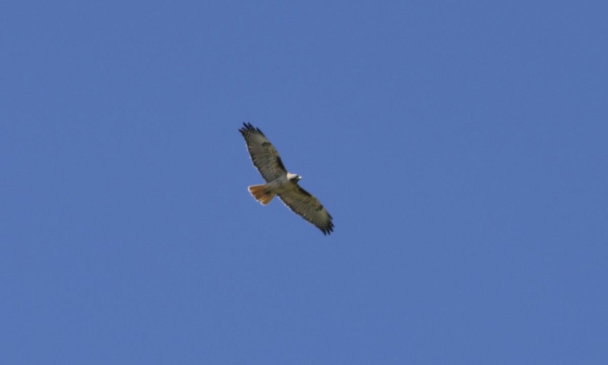 Red-tailed Hawk - ML636967243