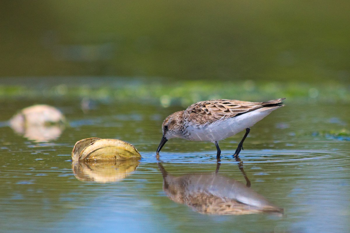 Semipalmated Sandpiper - ML636967244