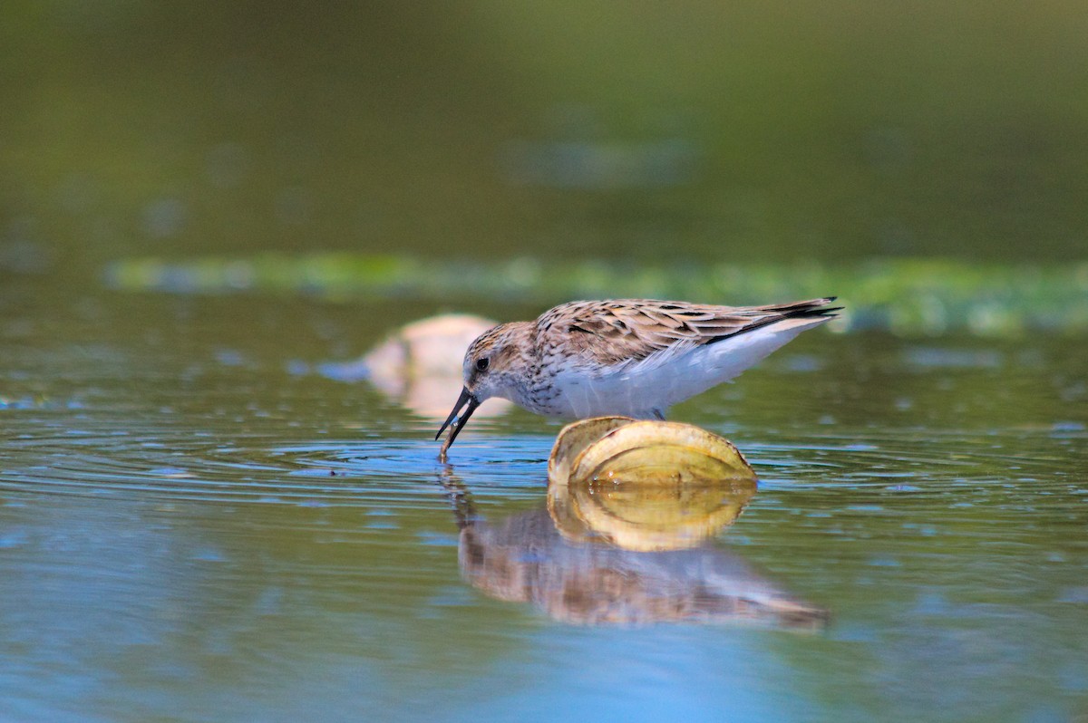 Semipalmated Sandpiper - ML636967245