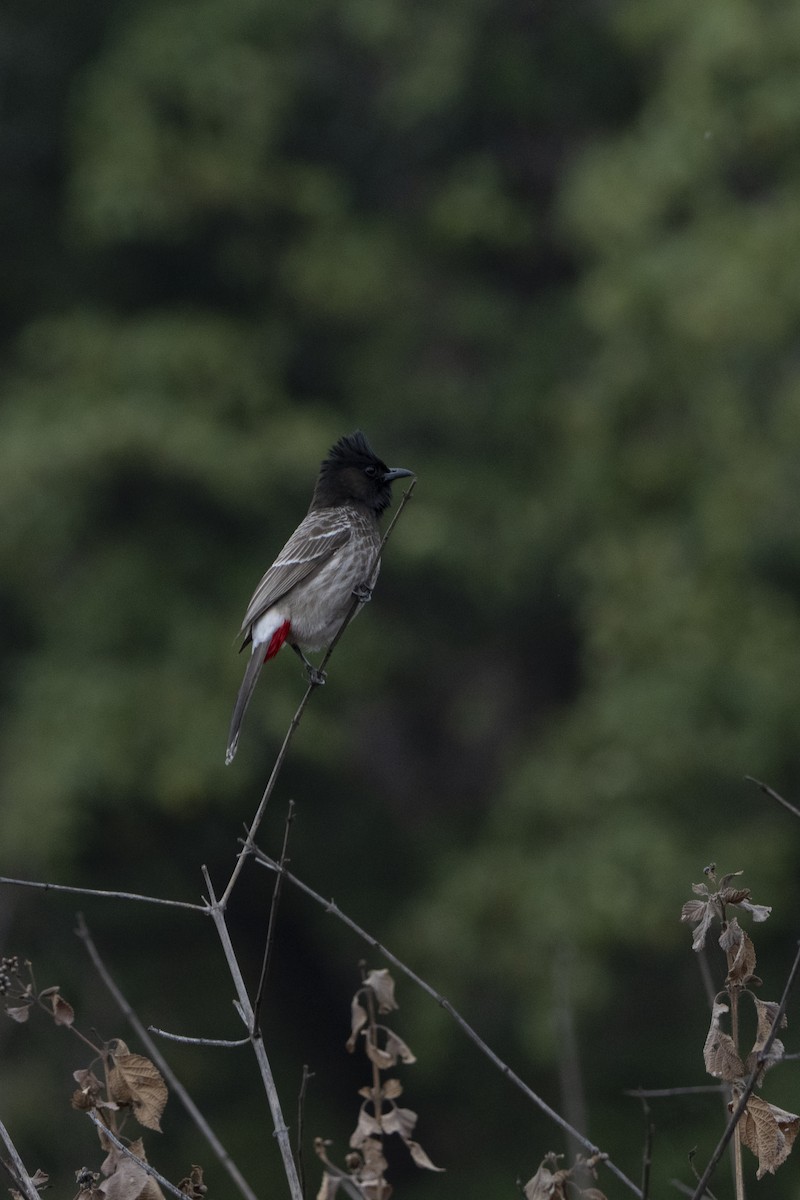 Red-vented Bulbul - ML636967246