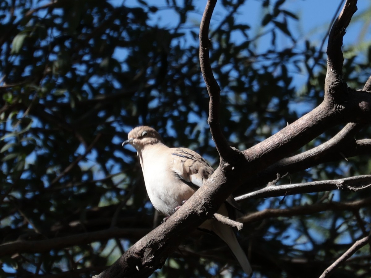 Picui Ground Dove - ML636967247