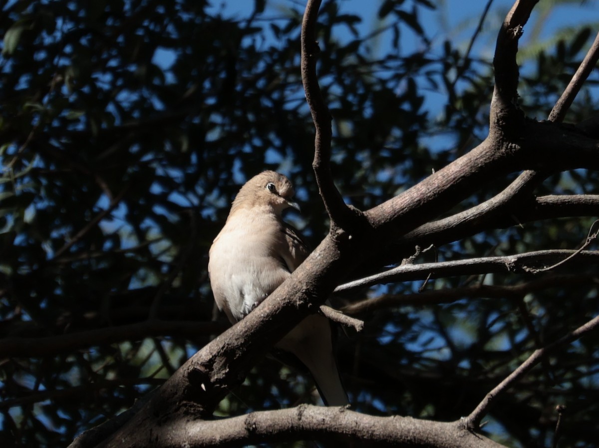 Picui Ground Dove - ML636967248