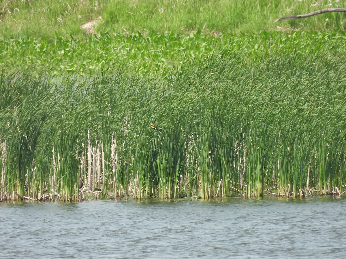 Yellow-headed Blackbird - ML636967250