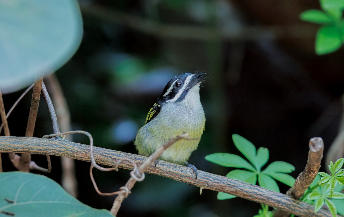 Yellow-rumped Tinkerbird (Yellow-rumped) - ML636967253