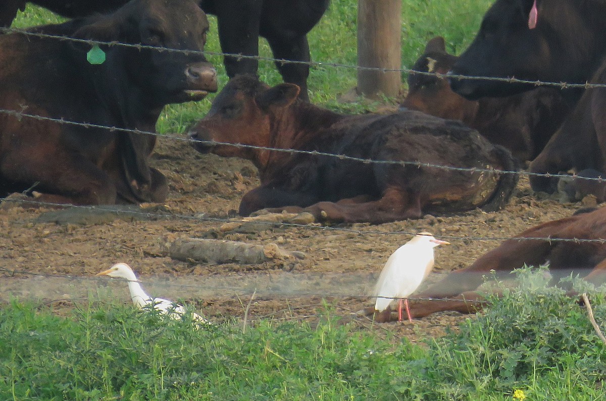 Western Cattle-Egret - ML636967274