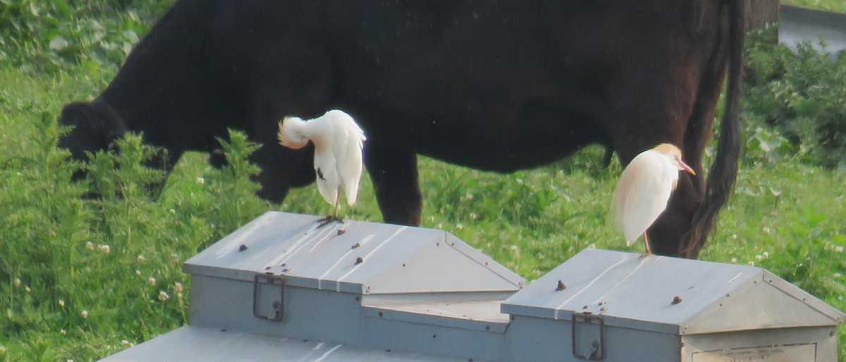 Western Cattle-Egret - ML636967281