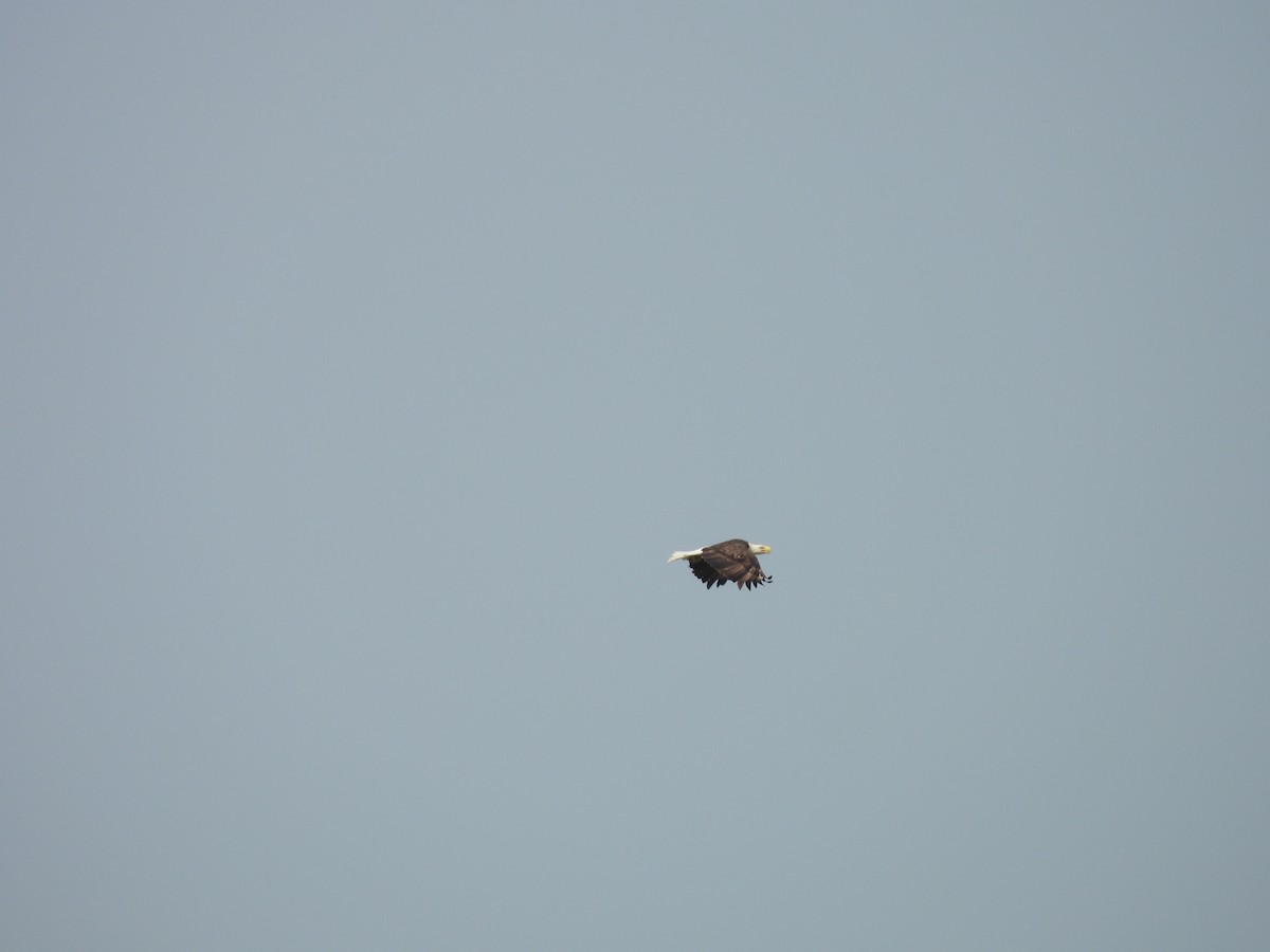 Bald Eagle - ML636967312