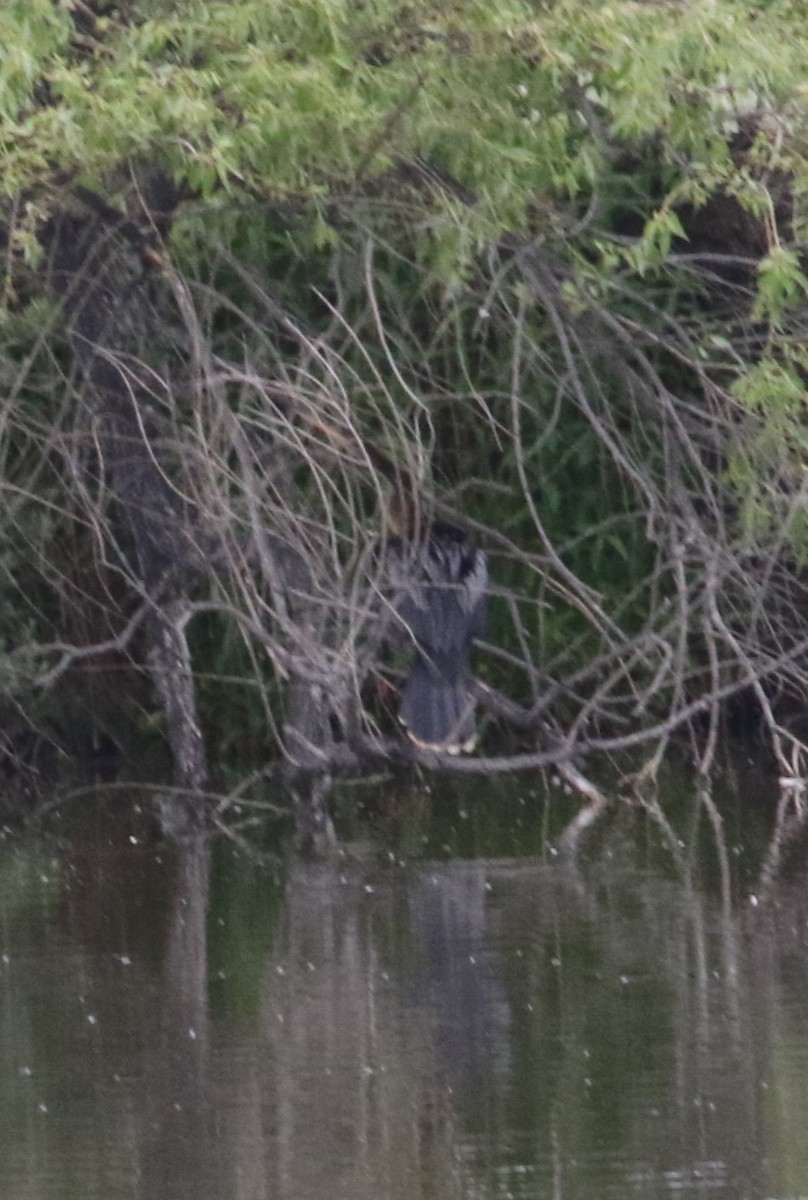 Anhinga - ML636967315