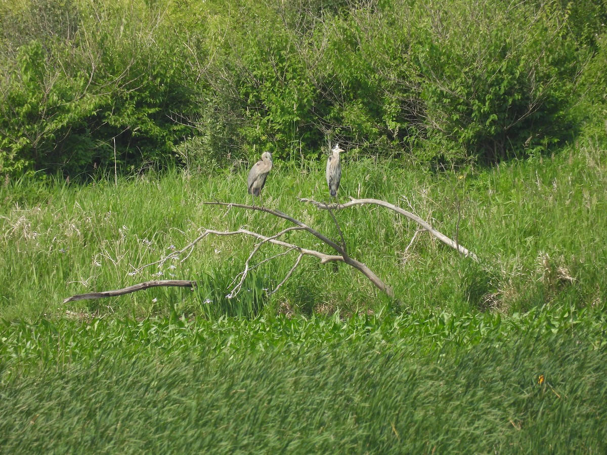 Great Blue Heron (Great Blue) - ML636967318