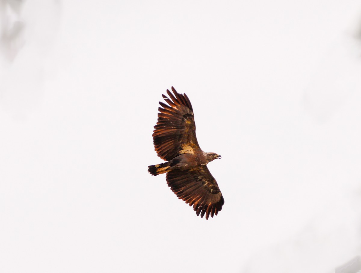 Chaco Eagle - ML636967437
