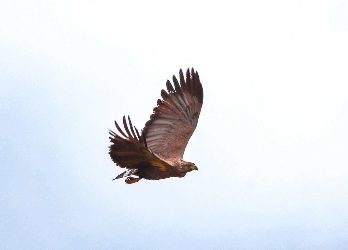 Chaco Eagle - ML636967438