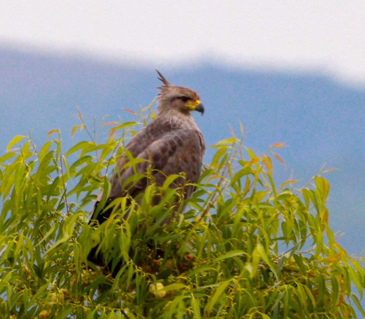Chaco Eagle - ML636967439