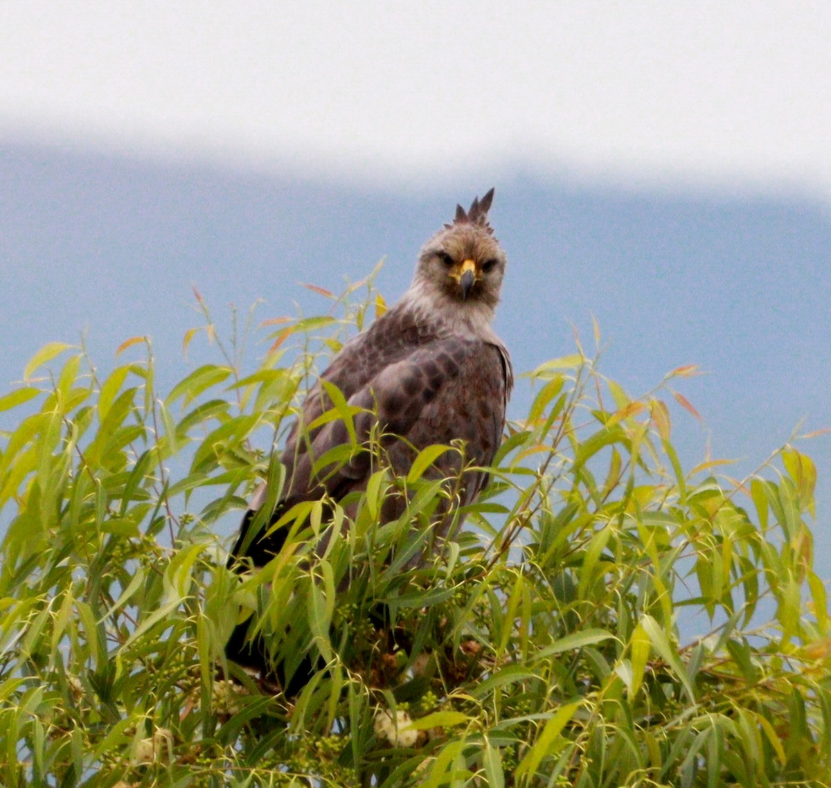 Chaco Eagle - ML636967440