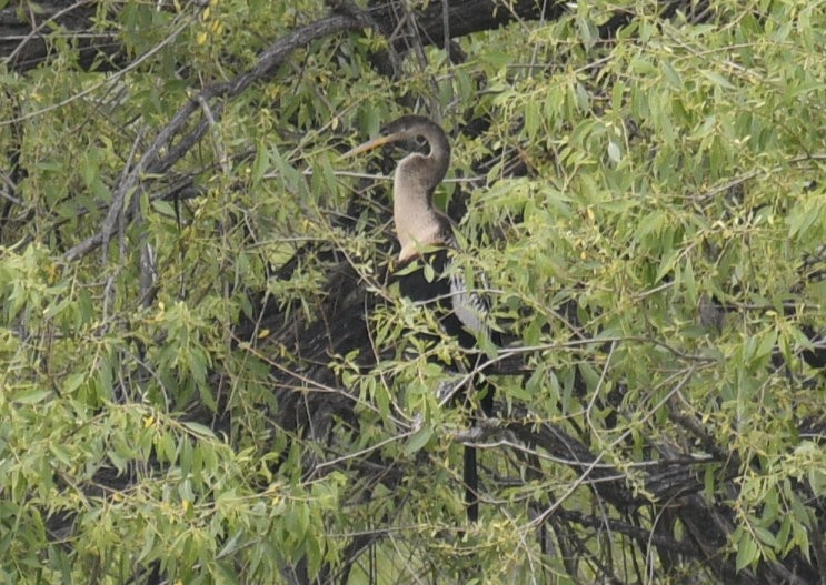 Anhinga - ML636967458