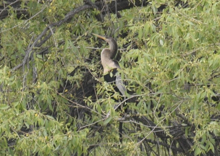 Anhinga - ML636967459