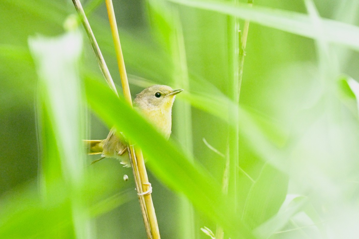 Common Yellowthroat - ML636967544