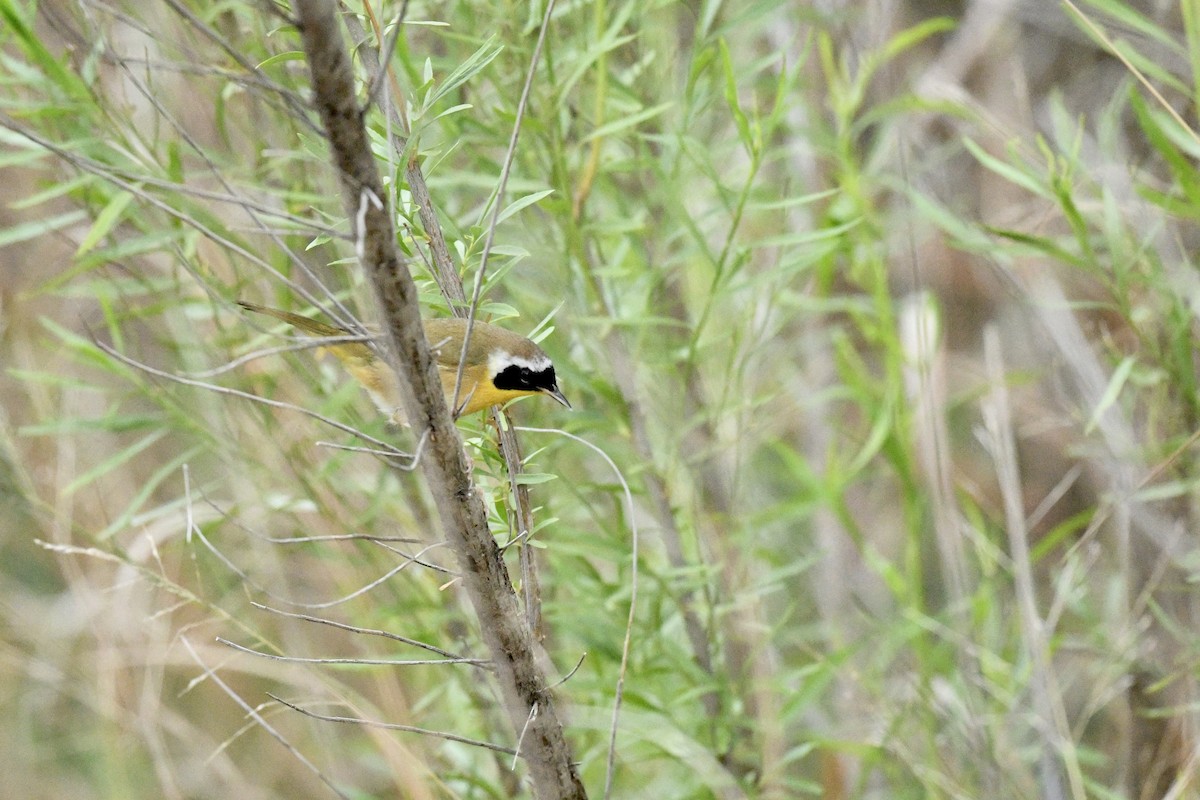 Common Yellowthroat - ML636967546