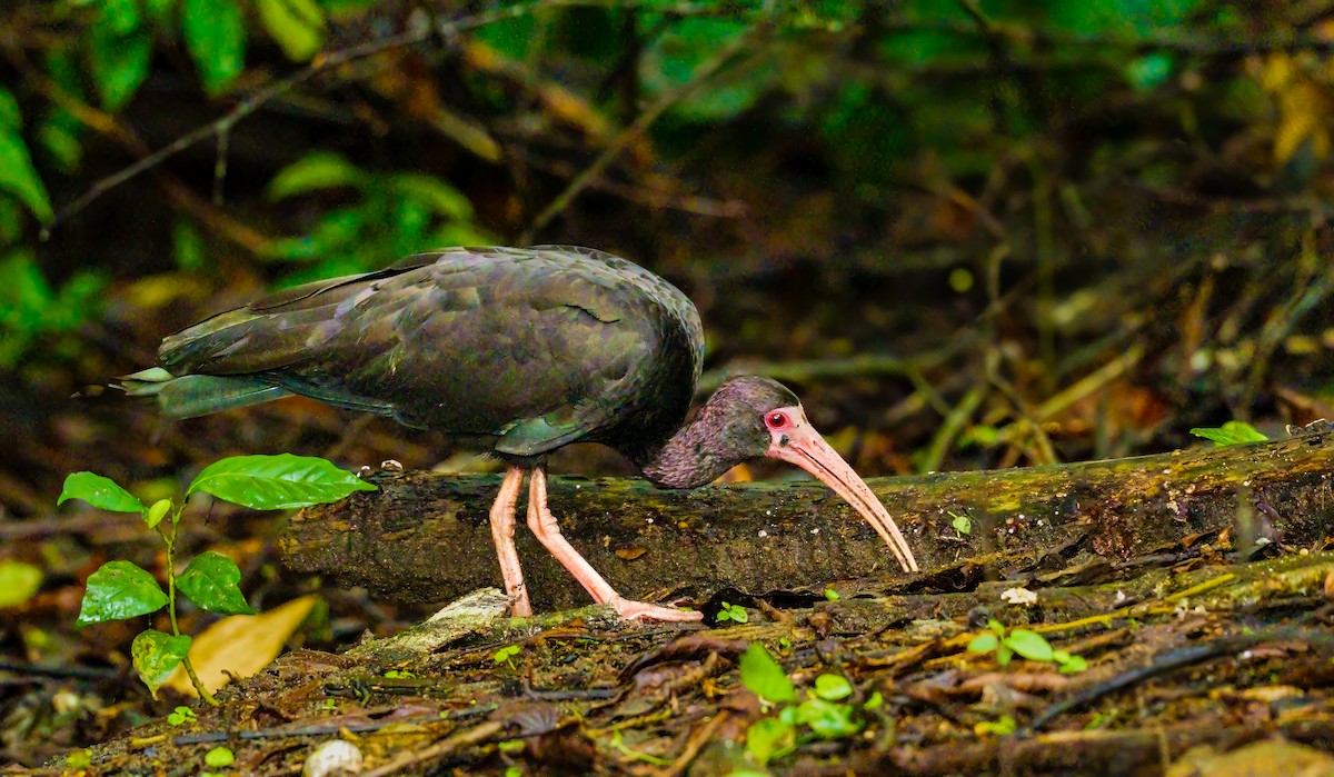 Bare-faced Ibis - ML636967581