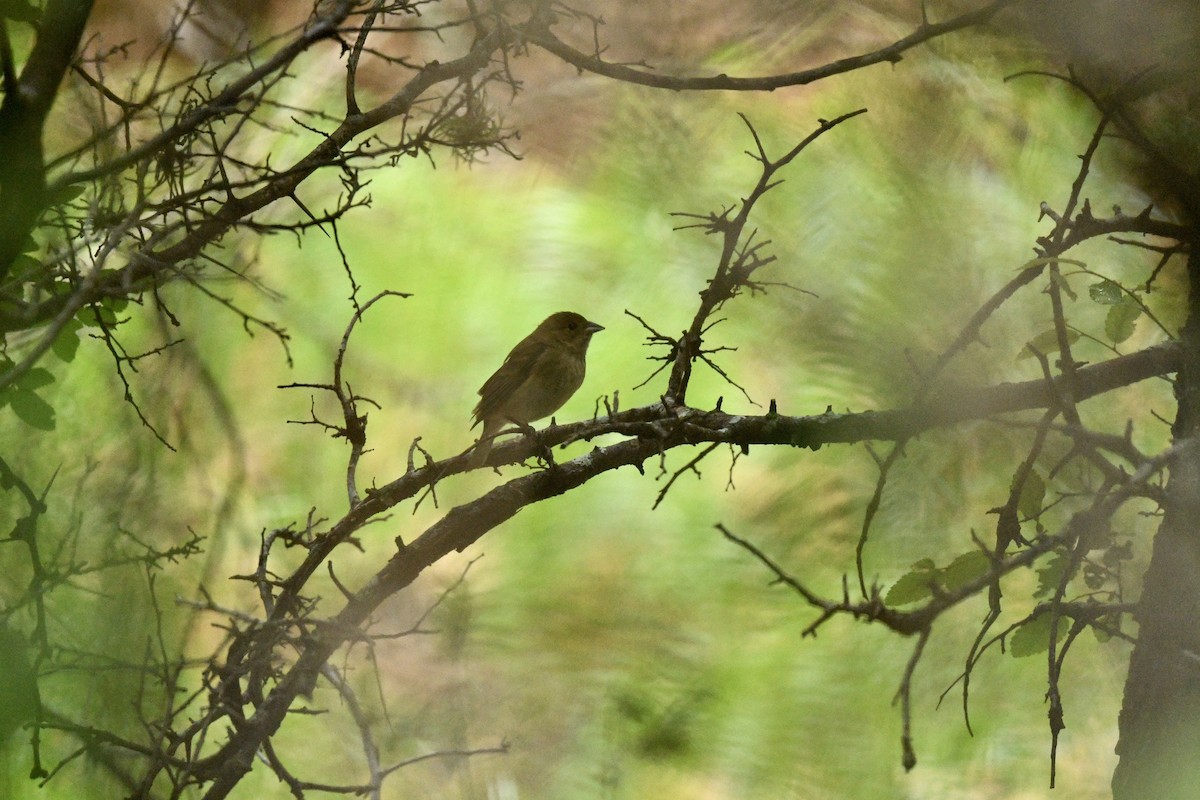 Indigo Bunting - ML636967608