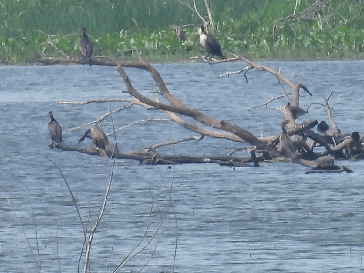 Double-crested Cormorant - ML636967620