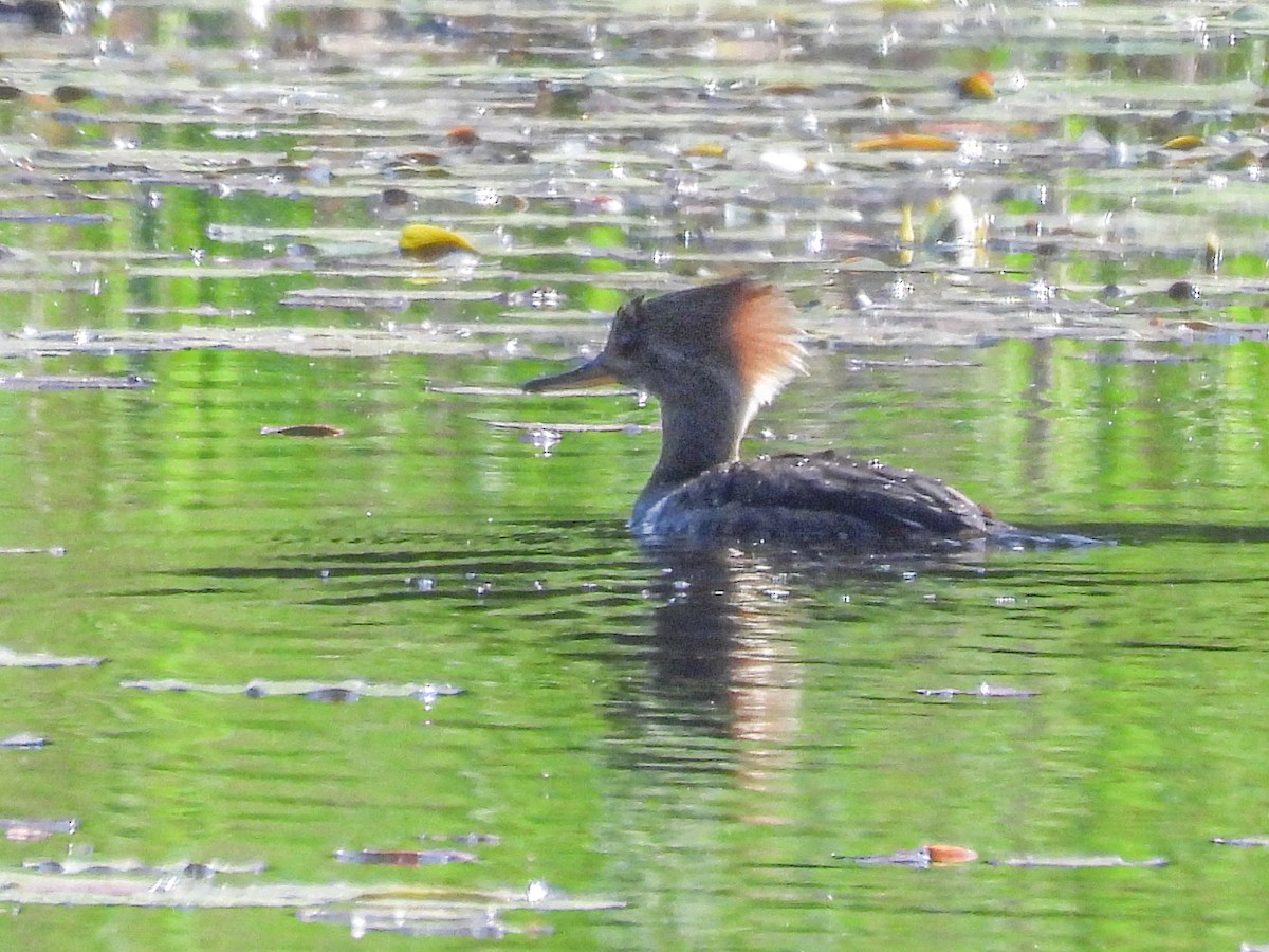 Hooded Merganser - ML636967743