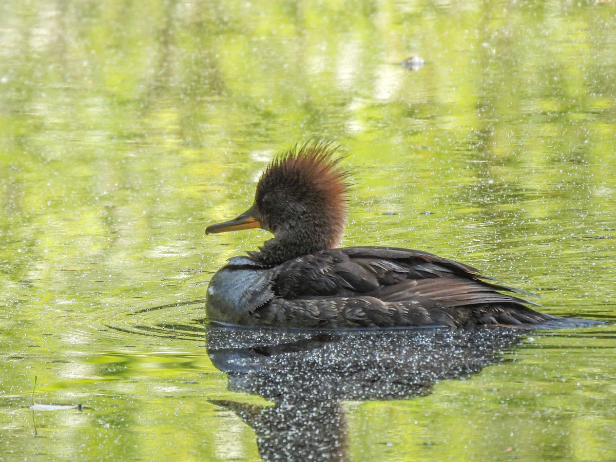 Hooded Merganser - ML636967744