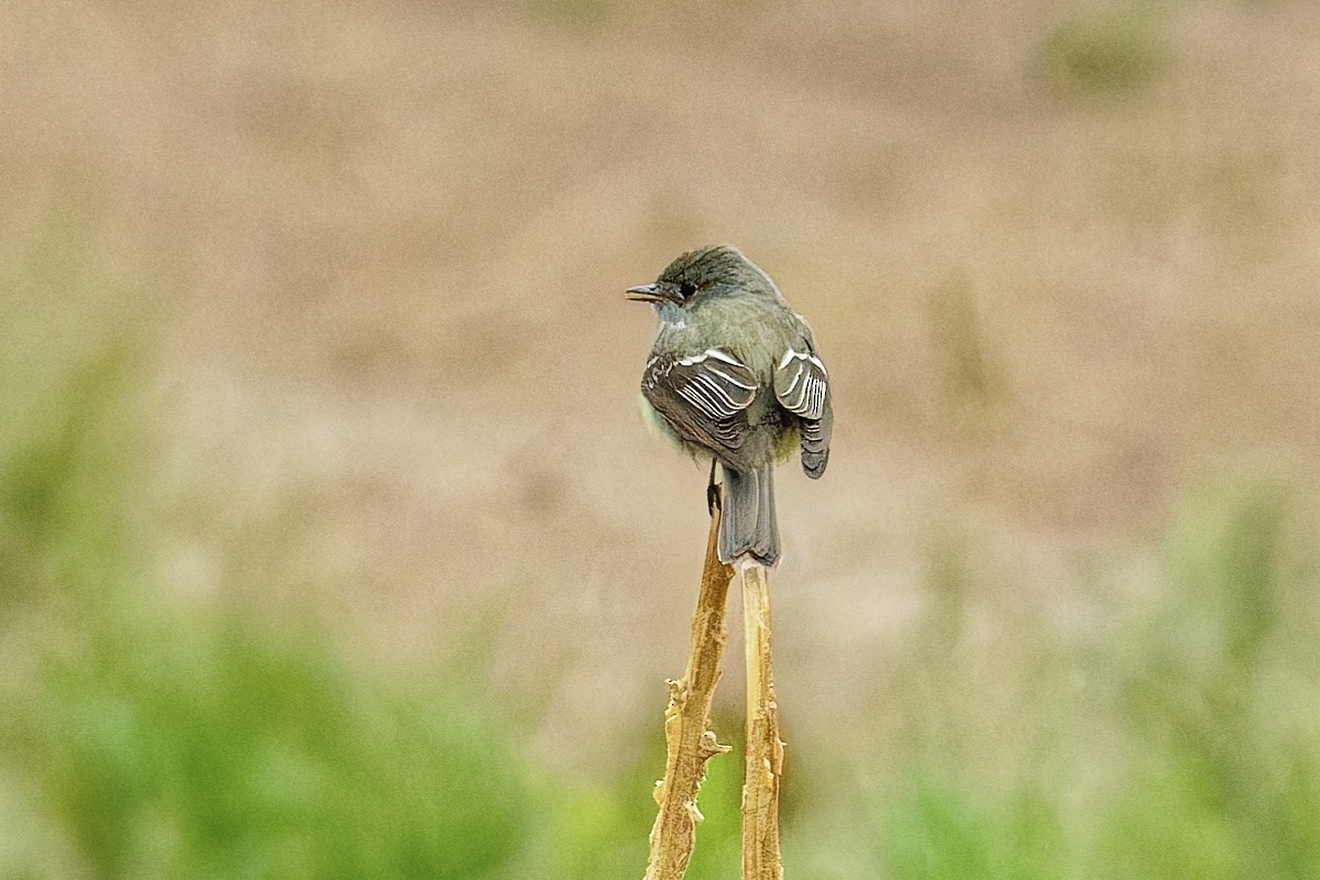Dusky Flycatcher - ML636967751