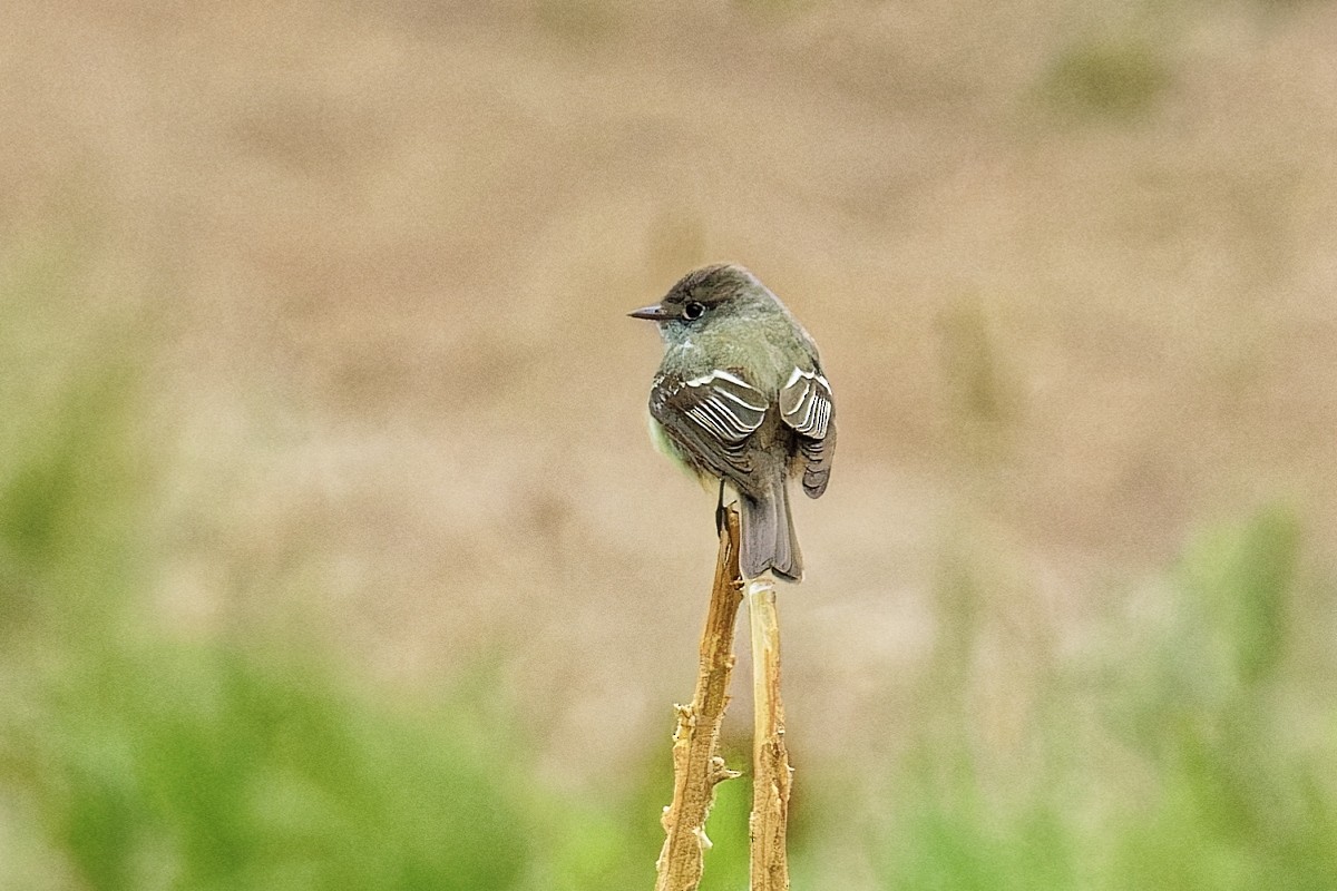 Dusky Flycatcher - ML636967752