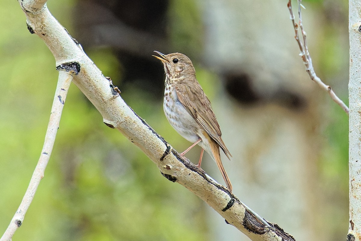 Hermit Thrush - ML636967762