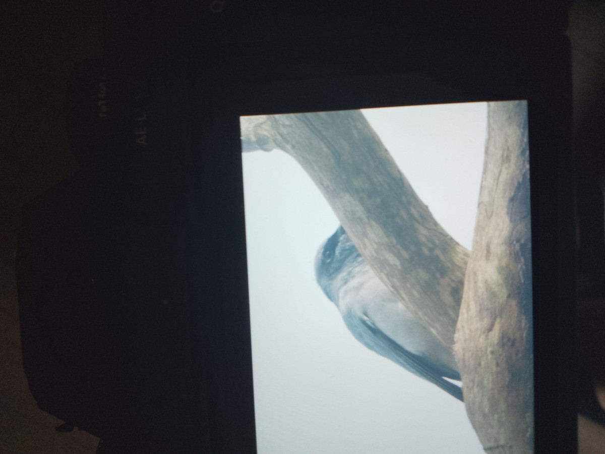 White-bellied Cuckooshrike - ML636967837