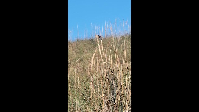 Grass Wren - ML636967992
