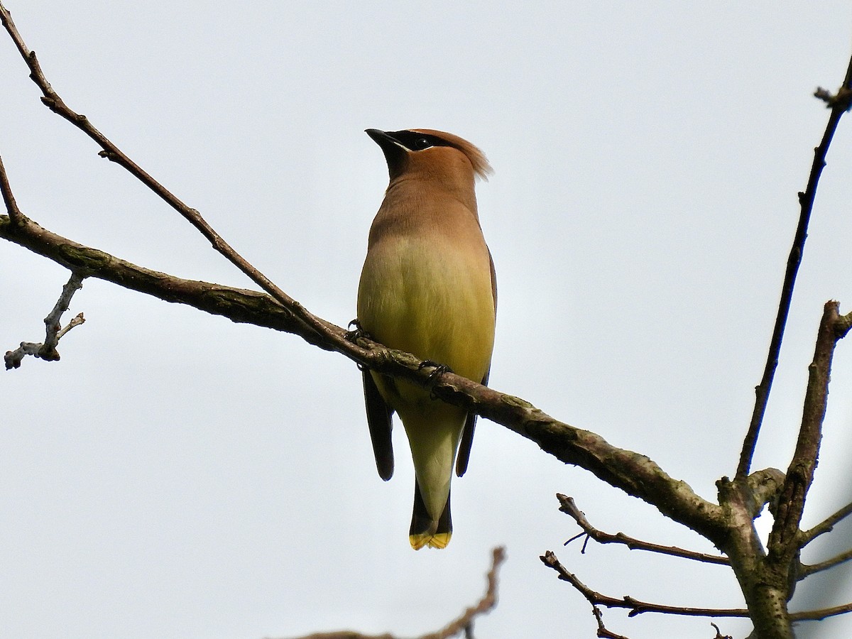 Cedar Waxwing - ML636968065