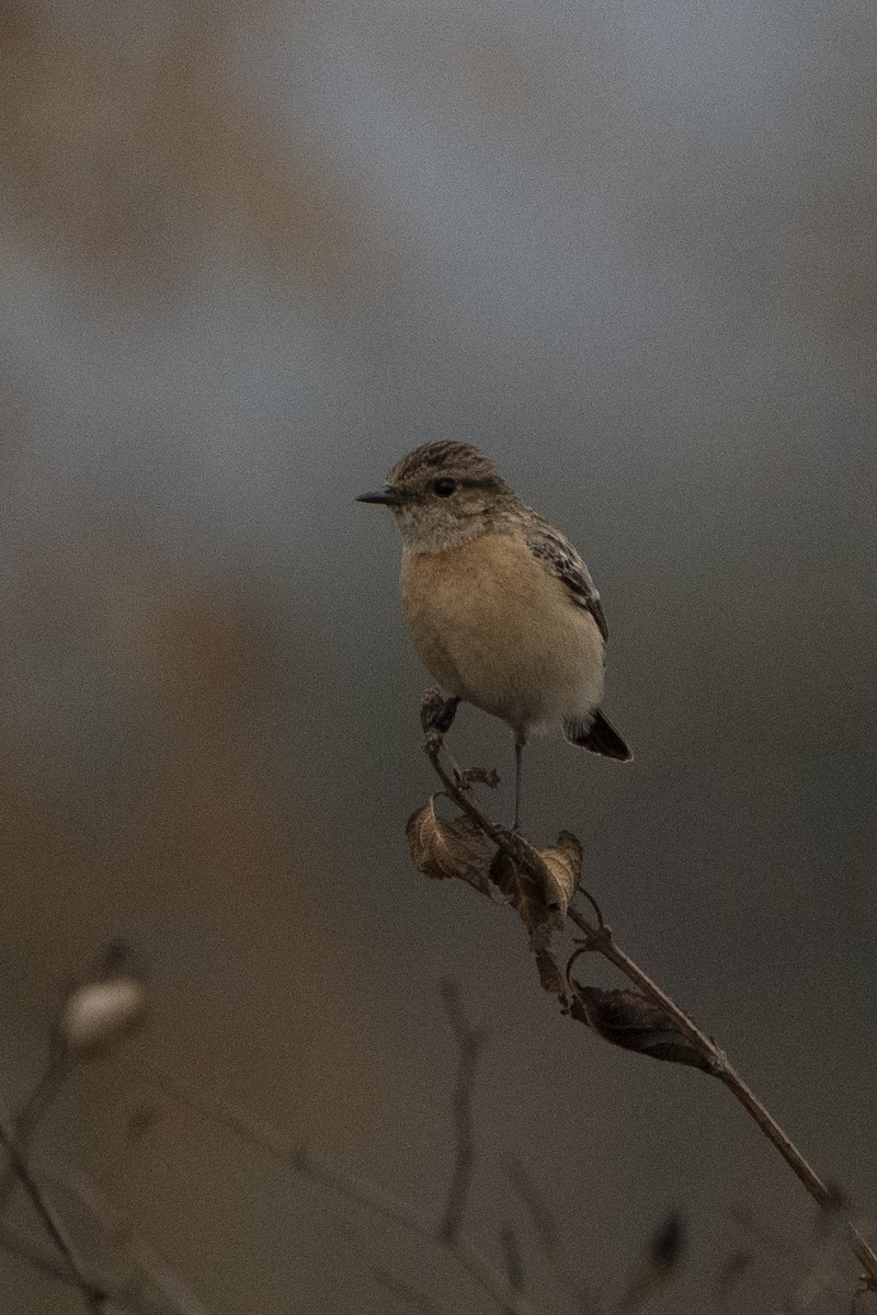 Siberian Stonechat - ML636968067