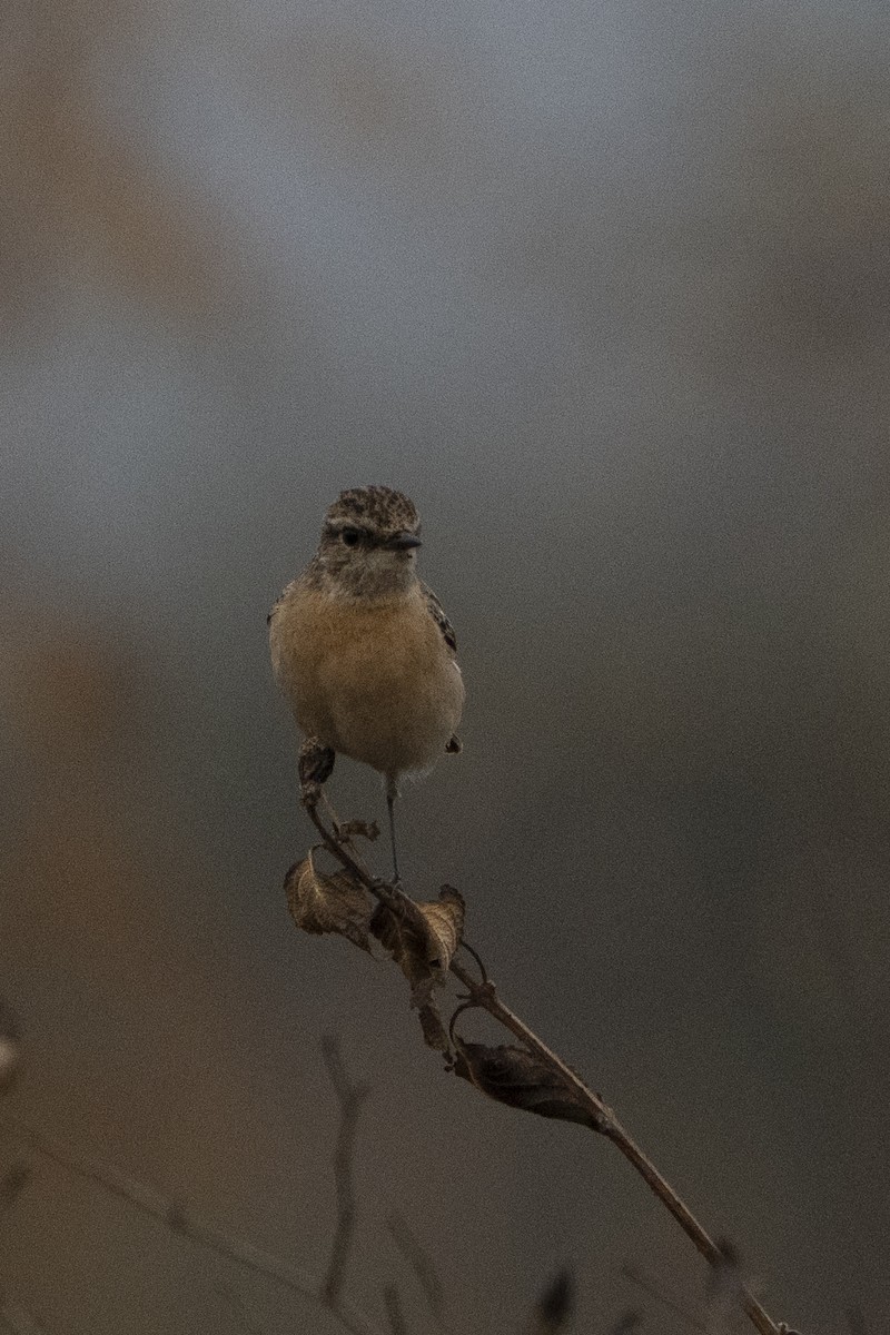 Siberian Stonechat - ML636968069