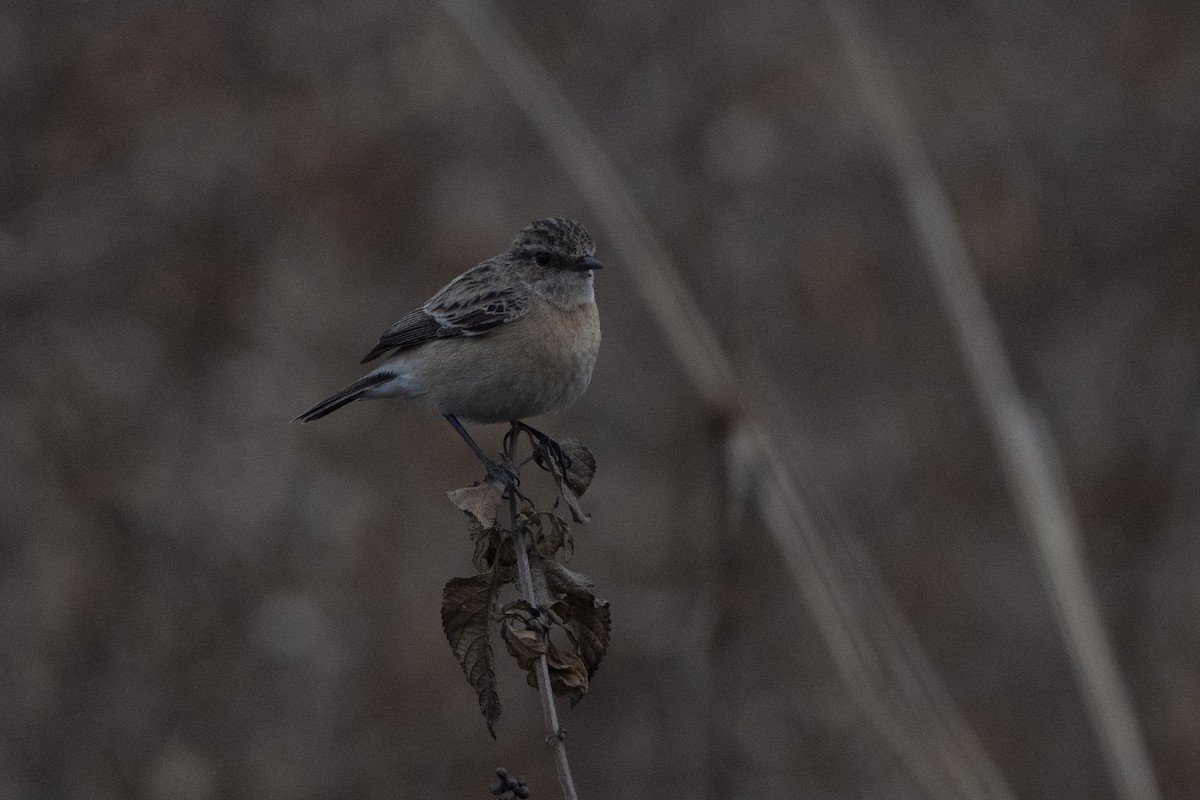 Siberian Stonechat - ML636968071