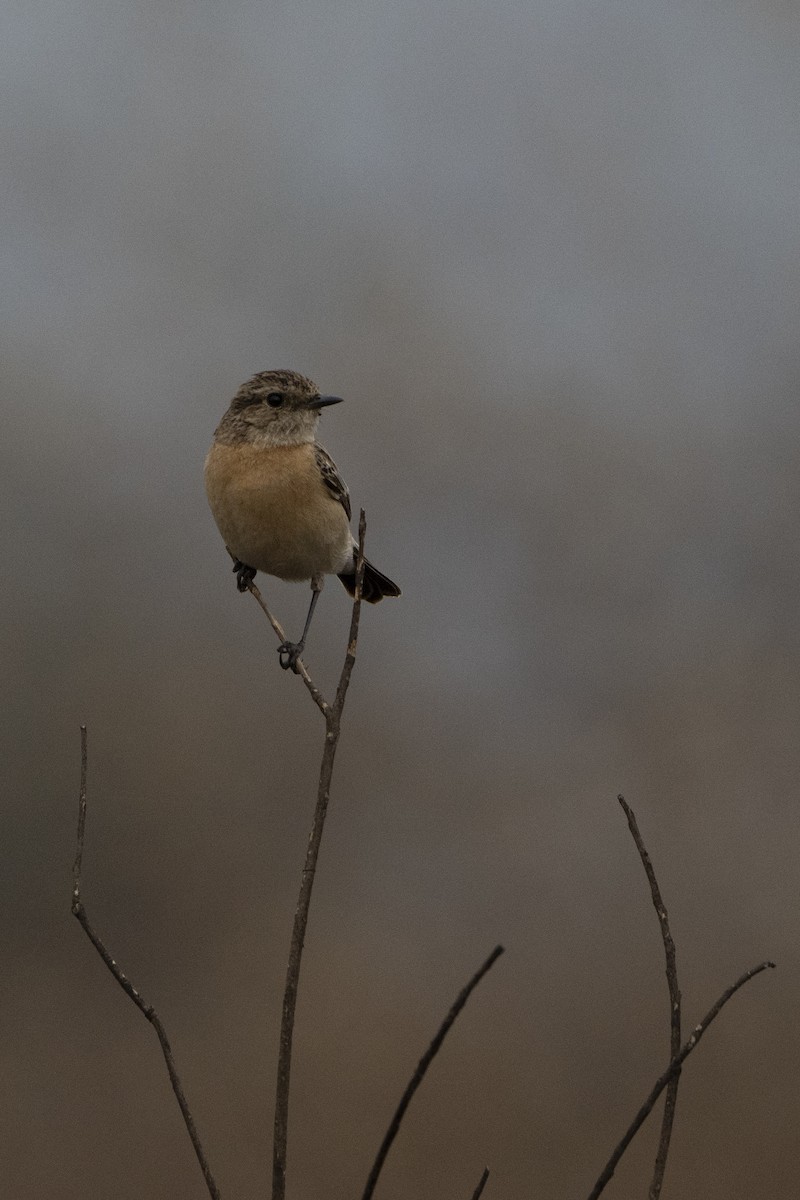 Siberian Stonechat - ML636968072