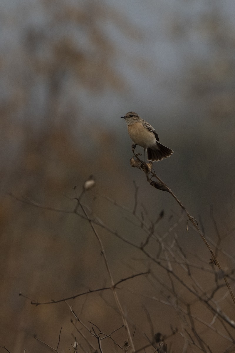 Siberian Stonechat - ML636968073