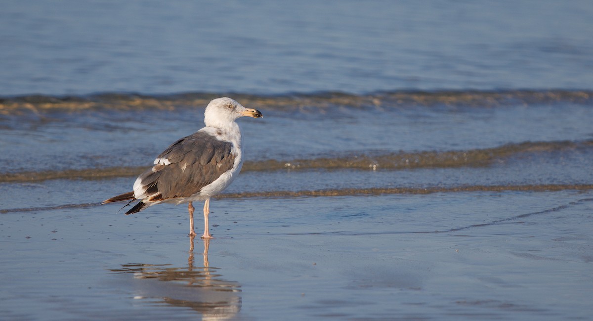 gull sp. - ML636968074