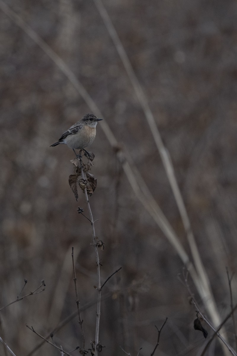 Siberian Stonechat - ML636968075