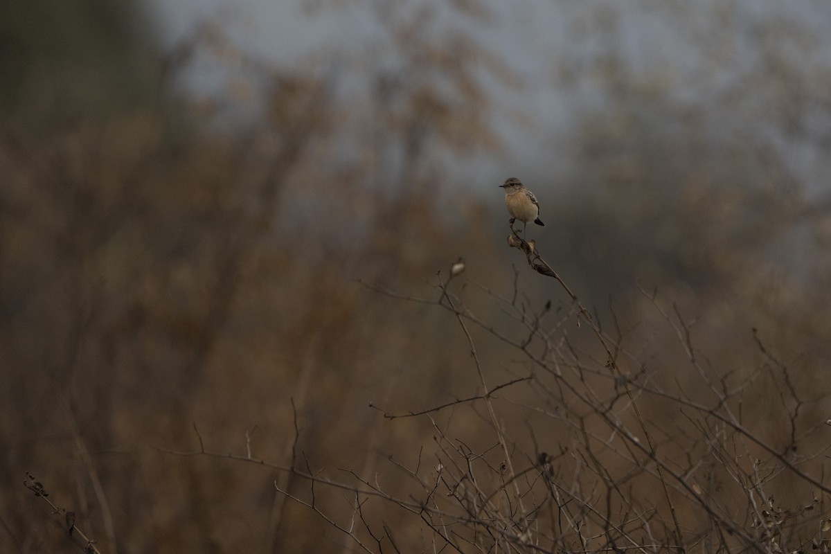 Siberian Stonechat - ML636968076